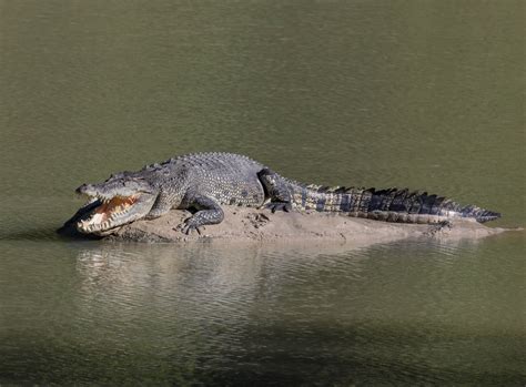 Krokodil Segíthet Egyes Fertőzések Leküzdésében National Geographic