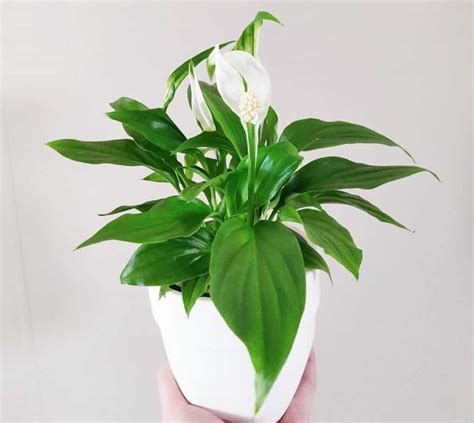 Can I put my peace lily outside? - Indoor Plants World