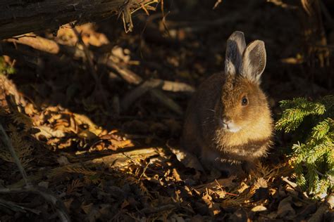 Rabbit in the forest 1783500 Stock Photo at Vecteezy