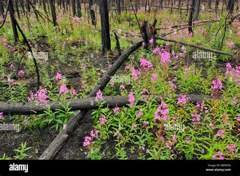 Plantas adaptadas al fuego fotografías e imágenes de alta resolución