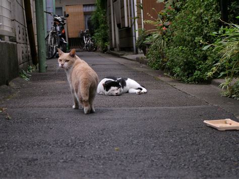 路地奥の猫 町猫 旅猫 猫は何処にでもいるよ