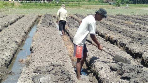 Petani Di Kalurahan Srigading Bantul Tanam Cabai Dan Bawang Merah Saat