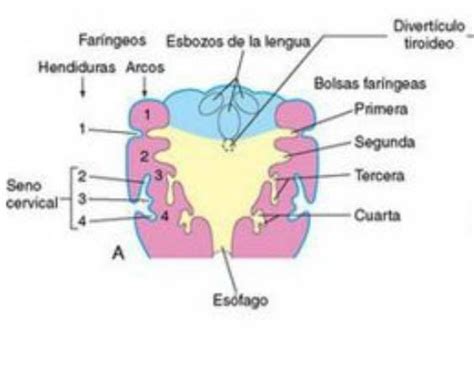 Embriología del viscerocráneo | Mind Map