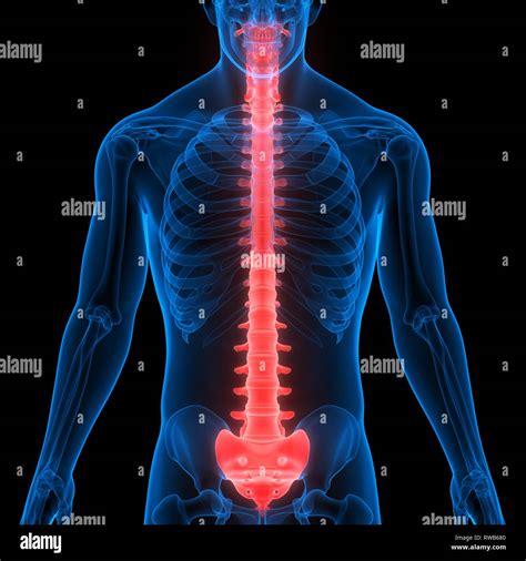 Anatom A Humana De La Columna Vertebral Del Sistema Esquel Tico Stock