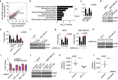 Identification Of Cgas As A Target Of Mir A Comparison Of Gene