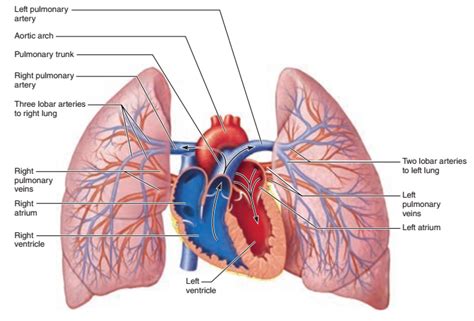 Activity Pulmonary Circulation And Identifying Vessels Of The