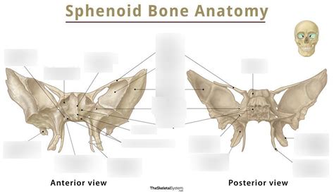 Sphenoid Bone Diagram Quizlet