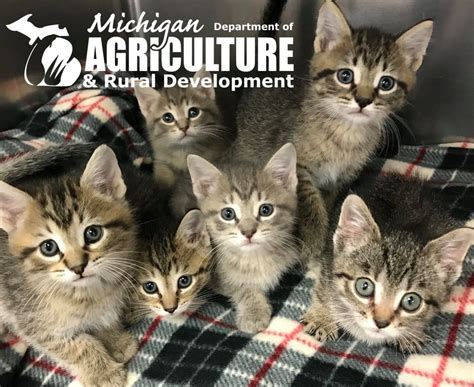 mdard mdard encourages owners     animals warm