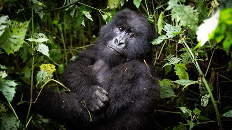 Gorilla Families In Rwanda Rwanda Gorilla Trekking Tours