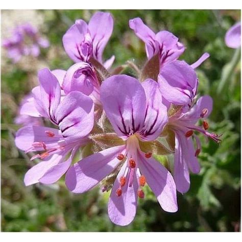 Pelargonium Capitatum Parfum De Rose Géranium 5 Graines x3652