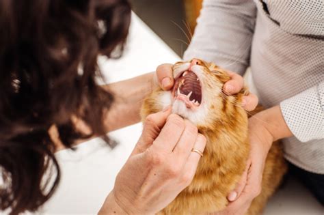 Ontstoken Tandvlees Bij De Kat