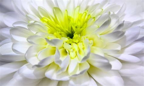 Free Images Nature Blossom White Flower Petal Bloom Summer