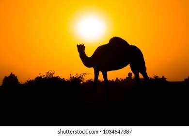 Silhouette Camel Sunset Stock Vector (Royalty Free) 368918651 ...