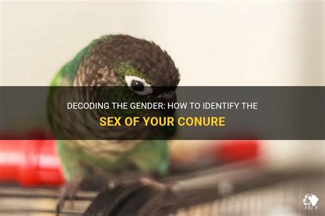 Decoding The Gender How To Identify The Sex Of Your Conure Petshun