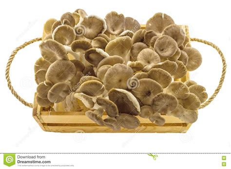 Seta De Shiitake Lentinus Edodes Berk Canta Mushroo Negro Imagen