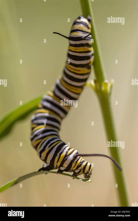 Monarch Butterfly Caterpillar Danaus Plexippus On Milkweed Stock Photo