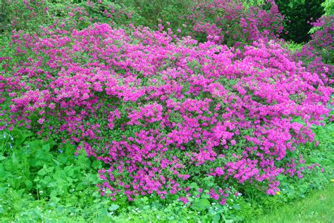 Blooming Azaleas at My Farm - The Martha Stewart Blog