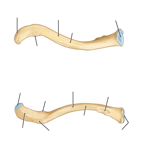 Clavicle Anatomy Diagram Quizlet