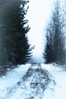 Kostenlose Hintergrundbilder Schnee Winter Baum Natur Einfrieren