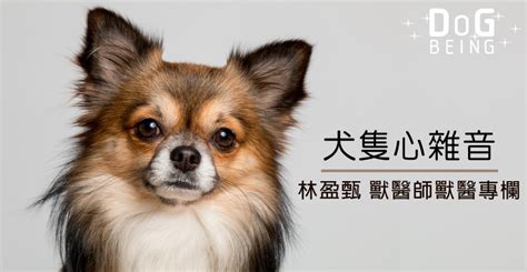 【犬隻心雜音】林盈甄獸醫 Dog Being 多萌購 官方商城