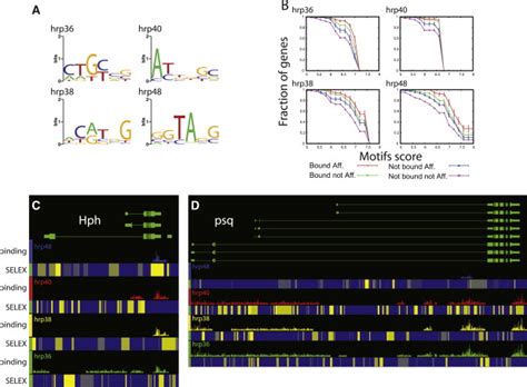 Genome Wide Analysis Of Alternative Pre MRNA Splicing And RNA Binding