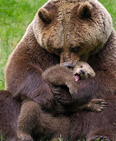 Mother bearest : r/MotherBear