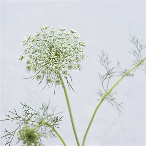 Queen Annes Lace Ammi Visnaga Green Mist Cut Flower Seeds Etsy Australia