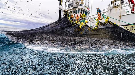 This Is How Fisherman Catch Hundreds Tons Herring Net Fishing Big