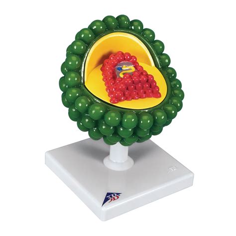 E8R06862 - 3B Scientific HIV Virus Model | Findel International