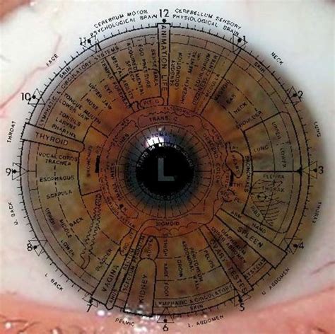 Printable Iridology Chart