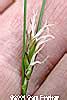 Wetland Plants Of Wisconsin Carex Oligosperma Few Seeded Sedge