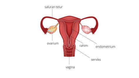 Gambar Reproduksi Wanita Dan Fungsinya