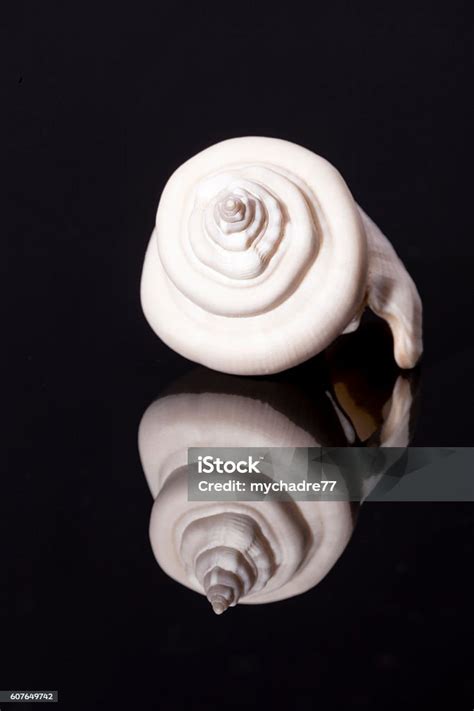 single white sea shell isolated  black background stock photo