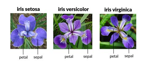 Iris Species Classification — Machine Learning Model