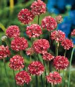 Armeria plant and seed varieties from rich farm garden