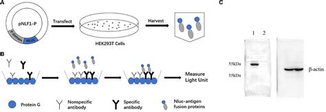 Frontiers Development And Evaluation Of A New Luciferase