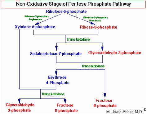 exams   pentose phosphate pathway