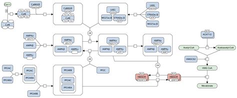 Regulation of mevalonate synthesis – Metabolism Regulation – Connecting ...