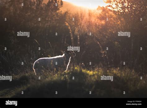 Sheep Facing Camera Hi Res Stock Photography And Images Alamy