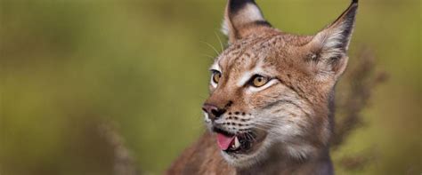 Día Internacional del Lince Ibérico y la fauna ibérica