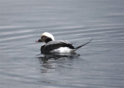 Audubon Society Invites You To Participate In Great Backyard Bird Count