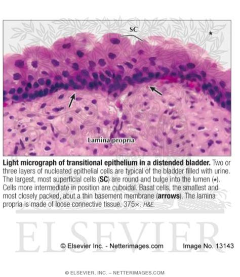 Light Micrograph of Transitional Epithelium In a Distended Bladder