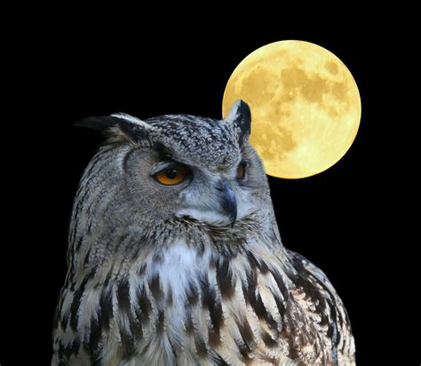 Owl Moon Quotes. QuotesGram