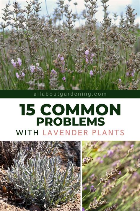 15 Common Problems With Lavender Plants In 2024 Lavender Garden