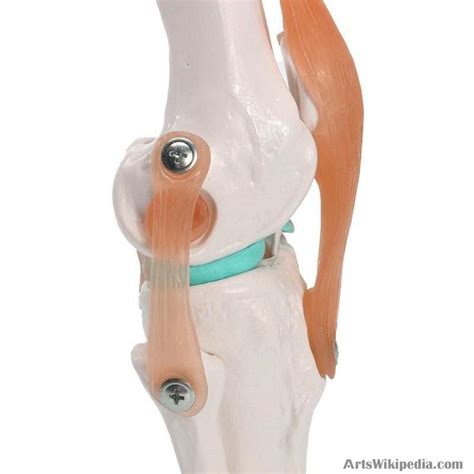 Lifesize Human Knee Joint Anatomy Model Medical Science Teaching