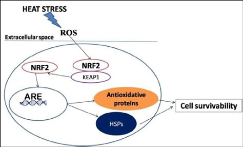 NRF2 The Common Inducer Of The Antioxidative Enzymes And Molecular