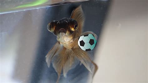 Football Fish : LINE ครีเอเทอร์สติ๊กเกอร์ - Football fish