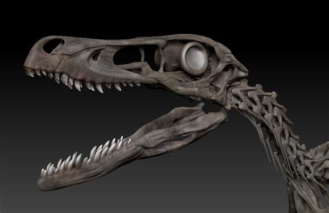 OBJ file Velociraptor Skeleton - Full 3D Raptor dinosaur bones 💀 ・3D printing design to download ...