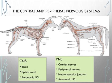 Anatomy Cumulative Final Flashcards Quizlet