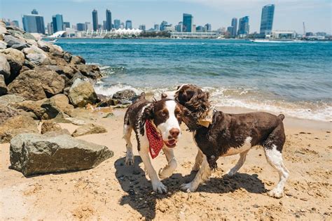 5 Pet-Friendly Things To Do On Coronado Island - Travel Pockets